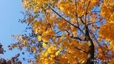 秋天的树，<strong>黄叶</strong>在蓝天下摇曳